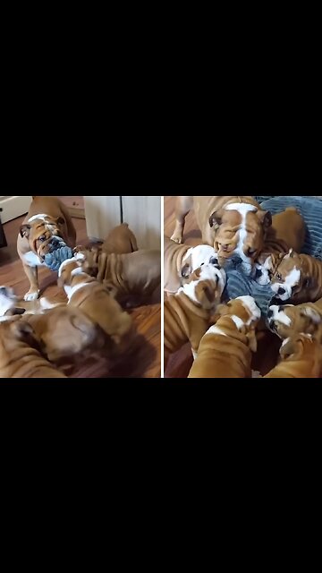 Puppy playtime never looks so fun!