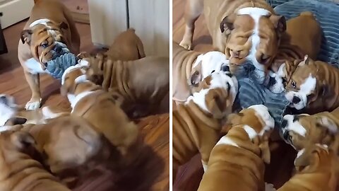 Puppy playtime never looks so fun!