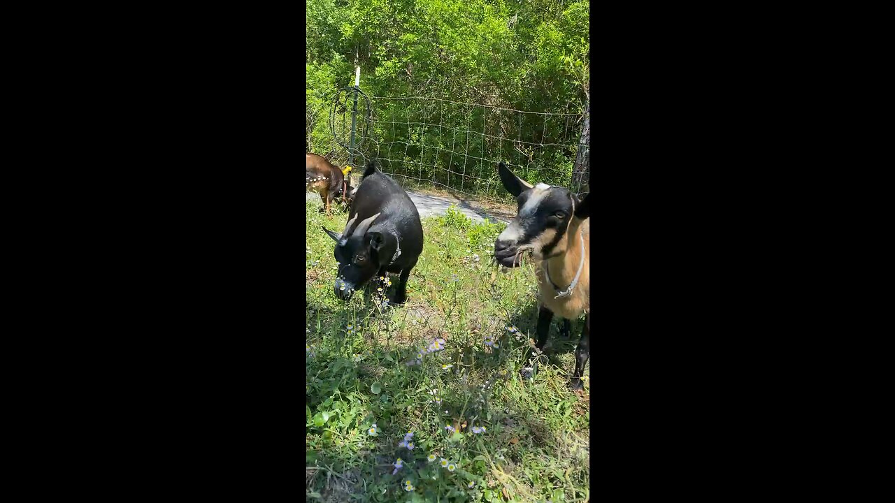 Goats eating grass.