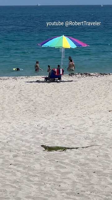 Florida Life #florida #floridalife