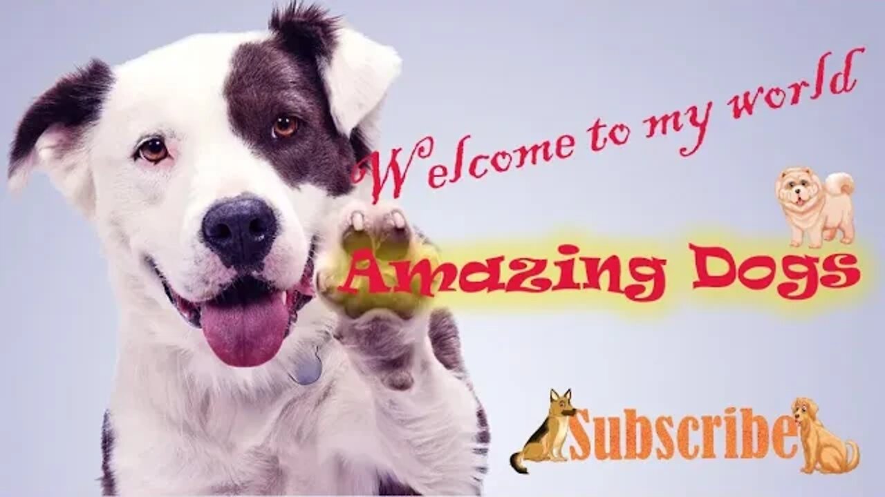 Funny Dogs - Cute and Funny Puppies Reaction Videos Compilation #185 | Pets and Wild #dogs #puppies