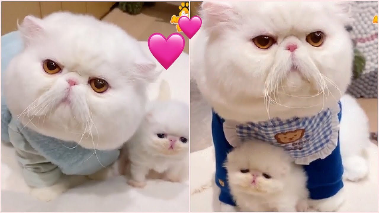 Hey one in a Million love cat 😻💖🐶 Cute kitten hugs puppy