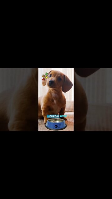 Já Comprou Minha Ração? #shorts