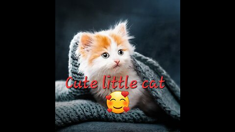 Cute little cat