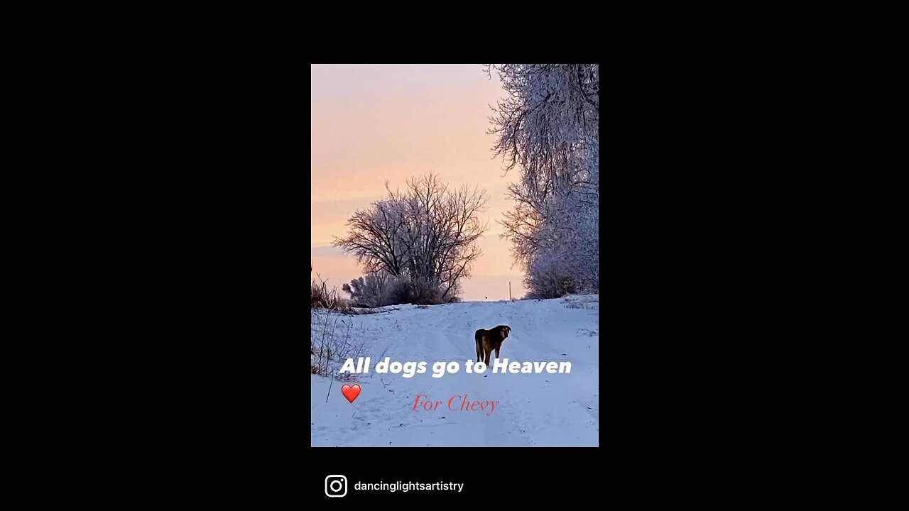 All dogs go to Heaven❤️