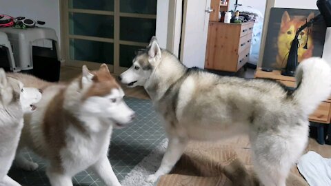 A Huskyfriend of mine came over to play at home, and the Husky brothers...puchitan