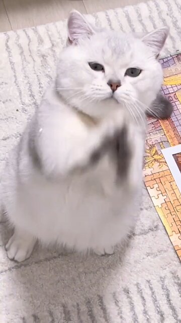 Feline Funnies: Kitty Comedy Extravaganza!