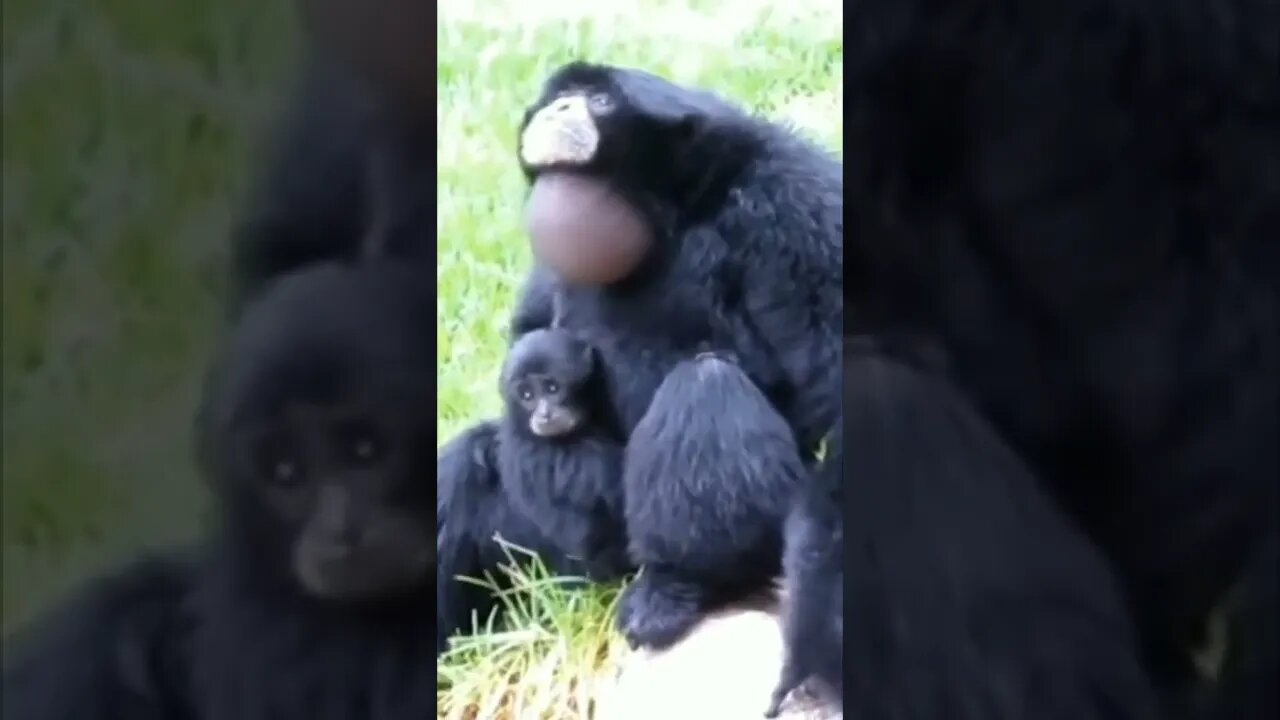 que medo dessa mamãe macaco 😱😱😱