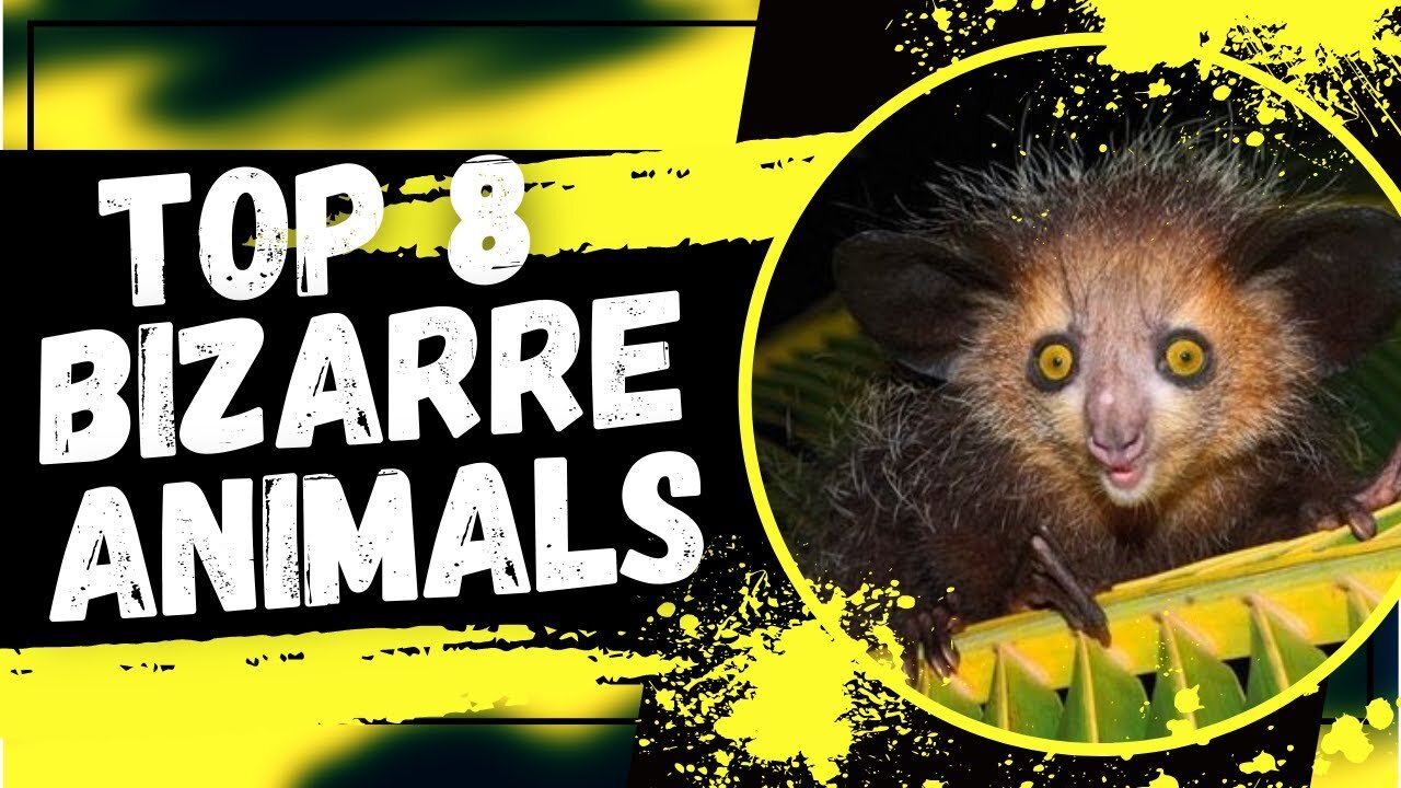 8 Bizarre Creatures You Didn't Know Existed!