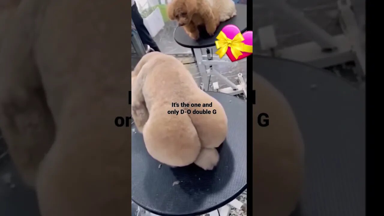 It's the one and only D-O double G...doggy