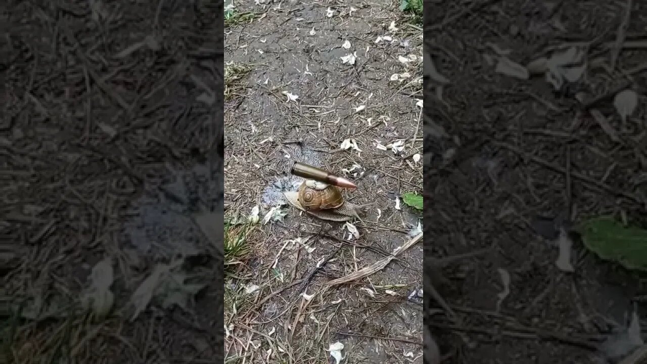 🐌 Німеччина передала важку зброю для України. Щоправда замість БМП, Шольц передав «равлика – 7,62».