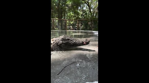 crocodile 🐊