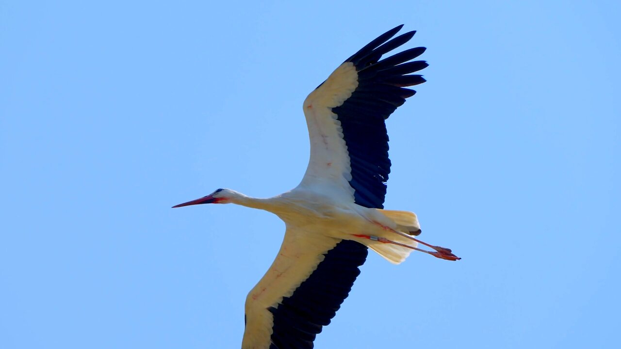 Who can say the name of this bird? Put in comment box.