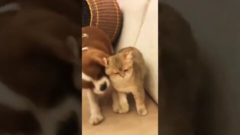 Cat Video dog and cat #shorts #cat #dog