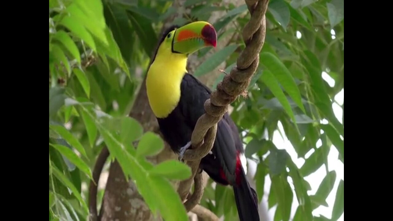 Tucang Bird Perched On A Vines