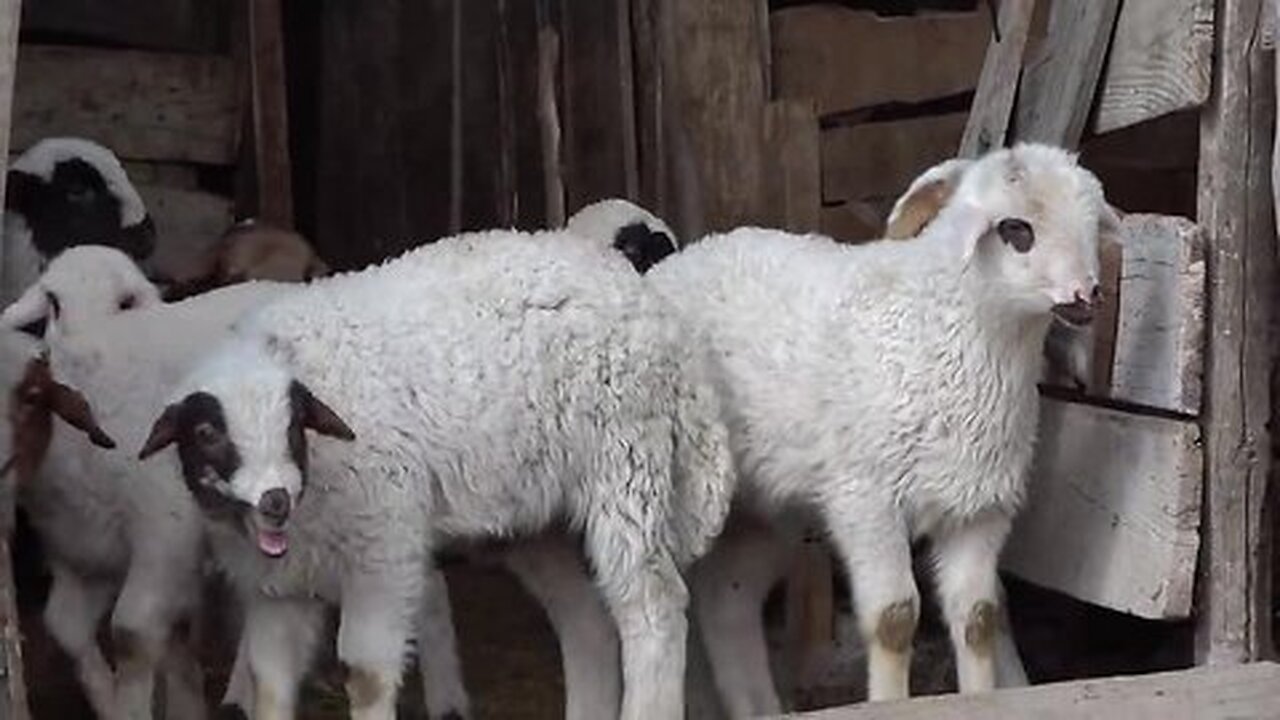 Binatang dan suaranya , Anak Kambing Lucu , Lagu Domba , Ayam Kecil , Sapi joget , Kelinci , Embek