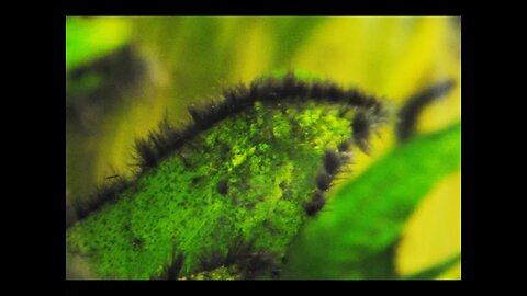 BLACK ALGAE - FRIEND OR FOE?