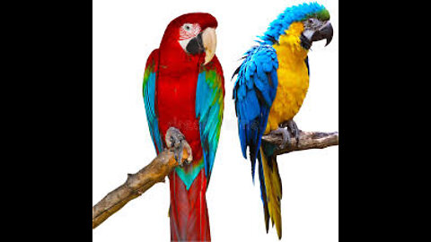 Talking parrote, horse mimicries cute Bird parrot