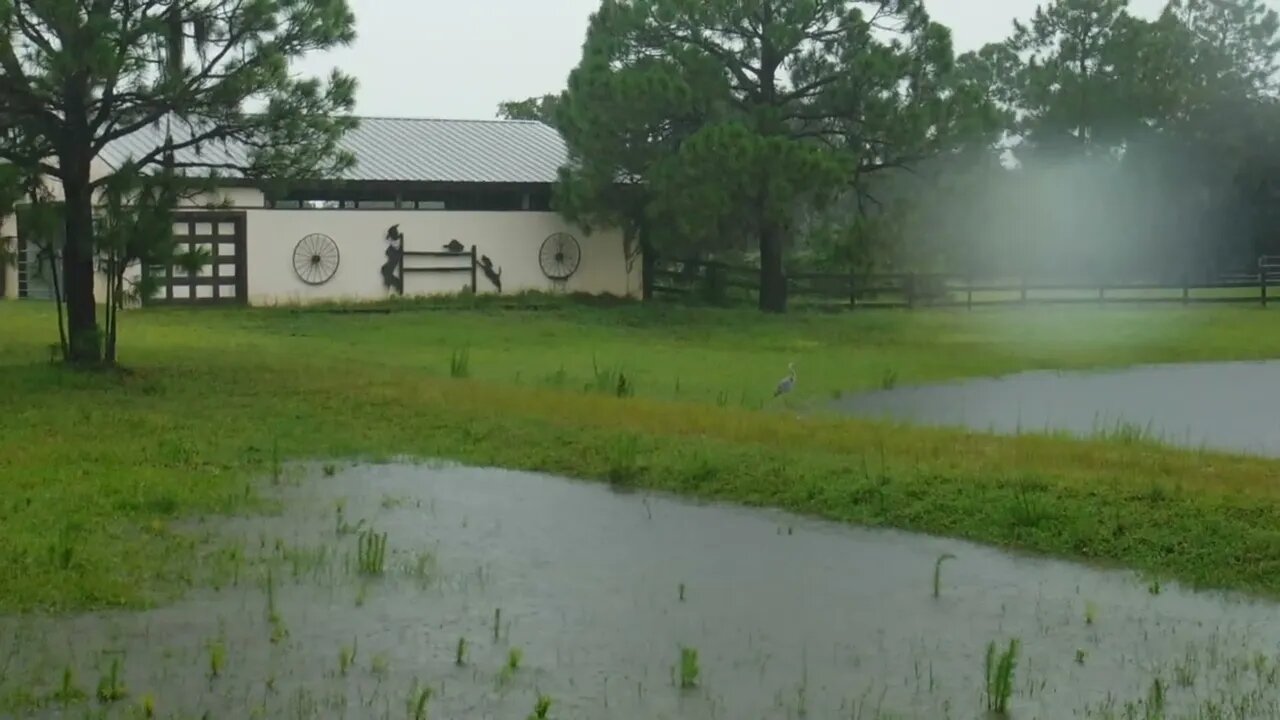 Spring Peeper Frogs During A Thunder Storm