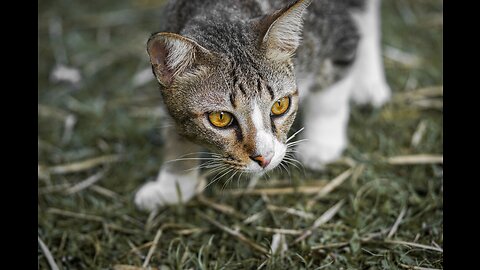 The Hilarious Cat vs. Duck Showdown