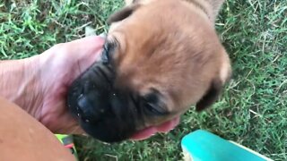 LonelyCreek puppies. Besty litter