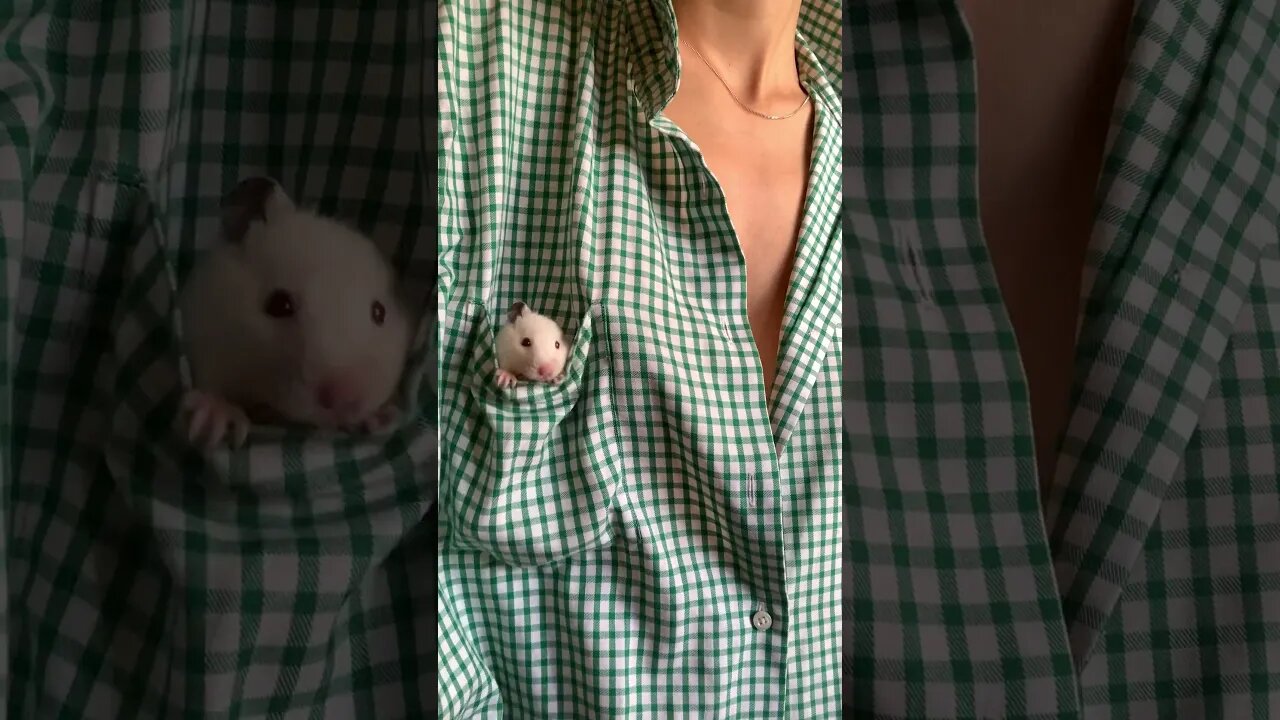 A Mouse in the Breast Pocket of a Shirt