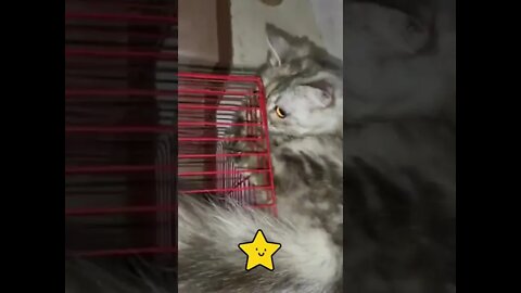 Funny cat wants to enter the cage