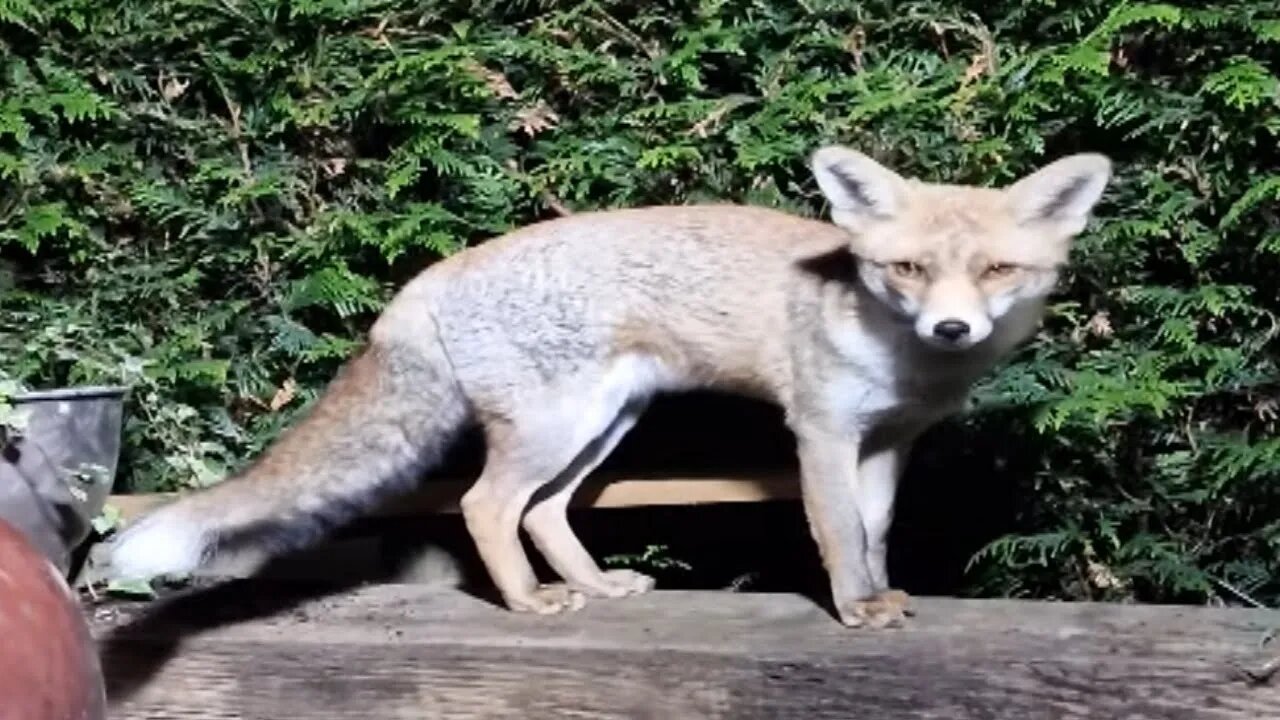 🦊 Ajax goes walking in the garden on a railway sleeper.