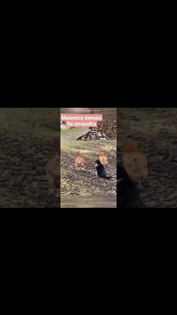 Gatos Fofinhos #shorts