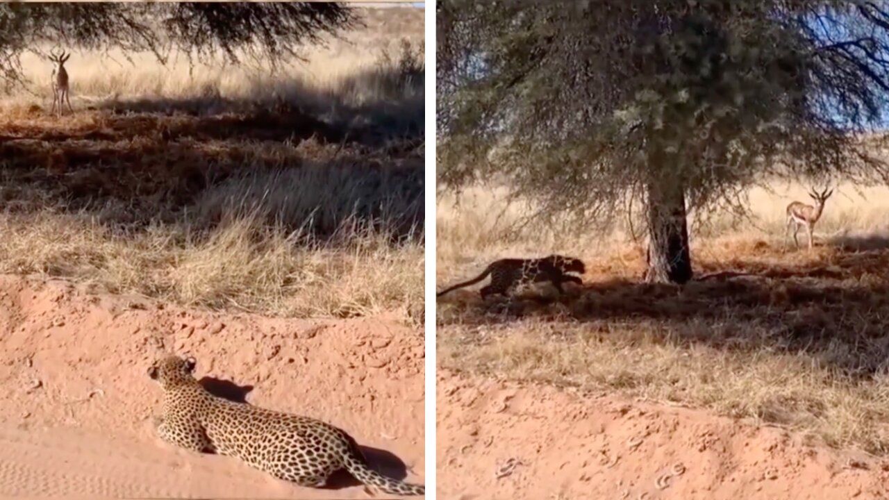 Leopard Cunningly Creeps up on Deer