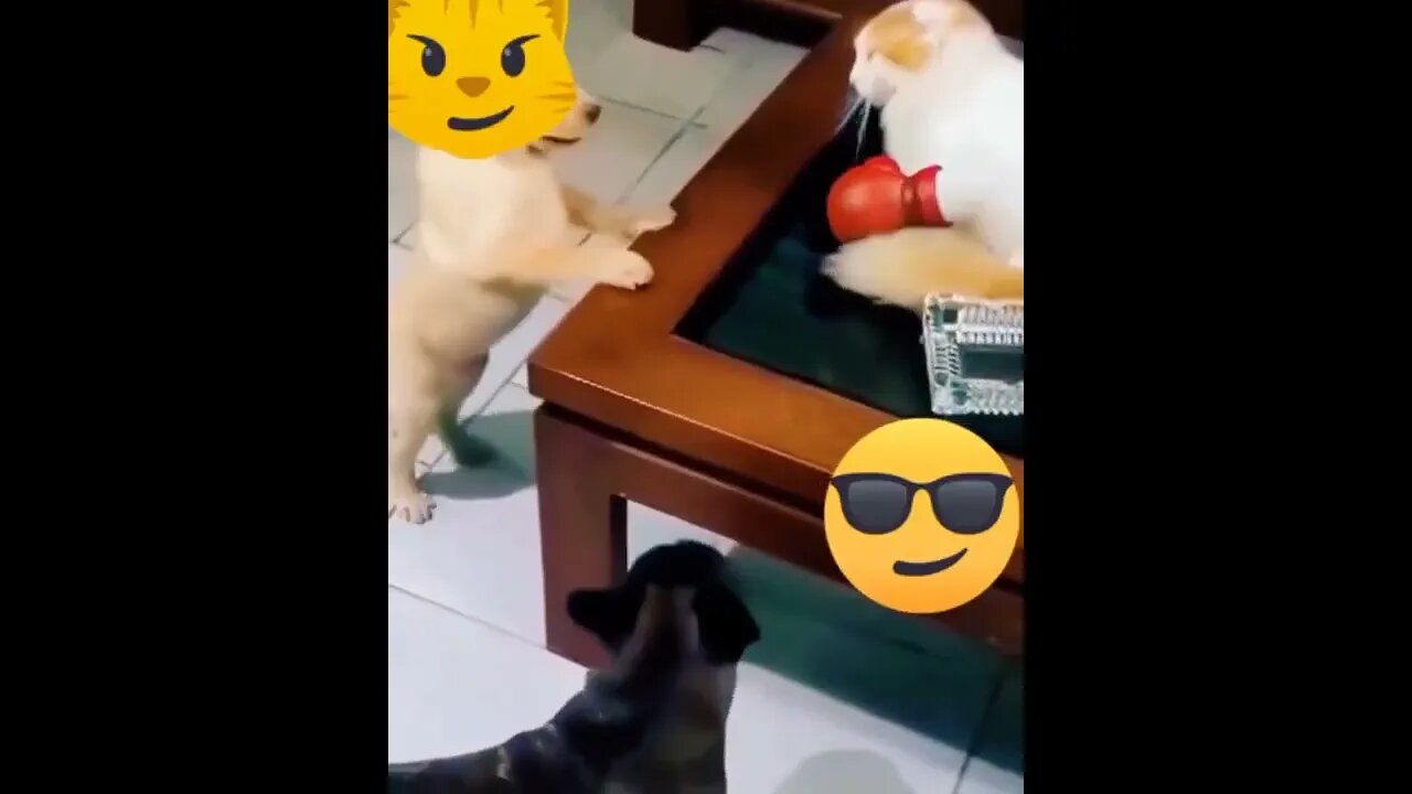 Cat🐈 vs Dog🐕