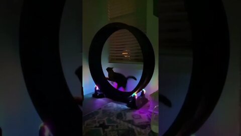 cat exercises #cuteanimals #short #funnyvideo