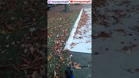 Jude Squirrel Watching