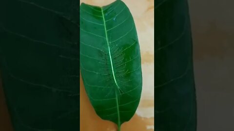 Common Baron butterfly caterpillar