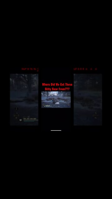 Where did we get these small boar from?