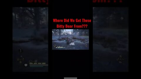Where did we get these small boar from?