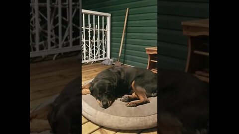 Rottweiler Sweet Dreams 💖💕 #rottweiler #shorts 💖💞💛