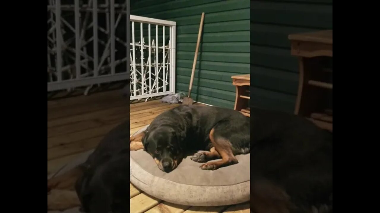 Rottweiler Sweet Dreams 💖💕 #rottweiler #shorts 💖💞💛