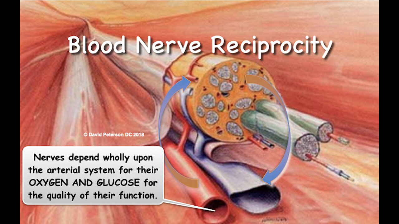 Unlocking the Secrets of Blood-Nerve Reciprocity: The Key to Nerve Health