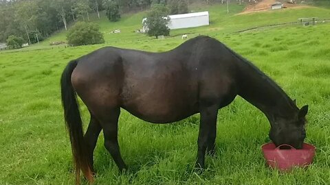 Steady improvement in Penny's skin, immune system and weight