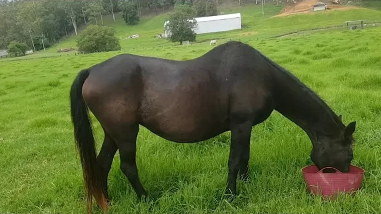 Steady improvement in Penny's skin, immune system and weight
