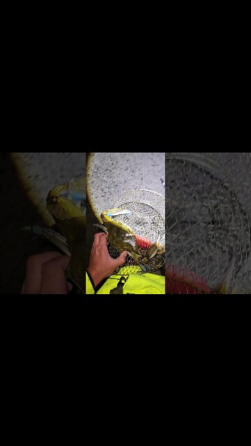 This Blue Crab too big to fit in cage!!