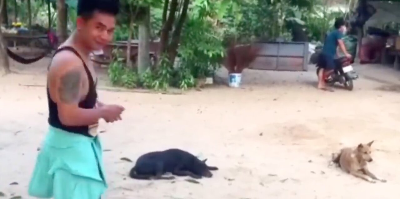 BEST Prank - Funny Dog & fake Lion/ Fake Tiger Prank To dog + Huge Box Prank to dog