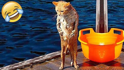 Funny Animal Videos 2022 😂 - Funniest Pets Cats And Dogs Video 😺