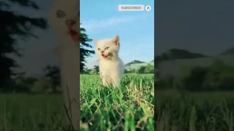 cute cat videos 😹 funny videos 😂 570 😻