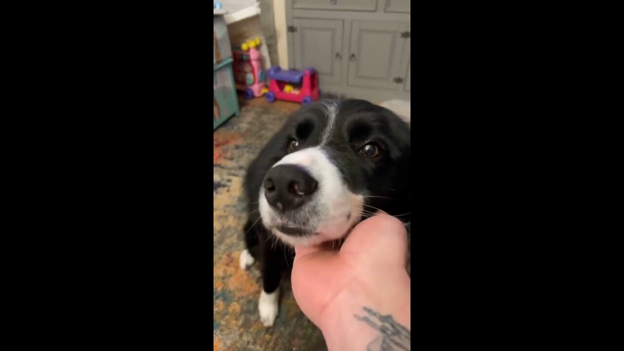 Give Your Hand To The Dog And See The Reaction - TRY NOT TO LAUGH | Dox