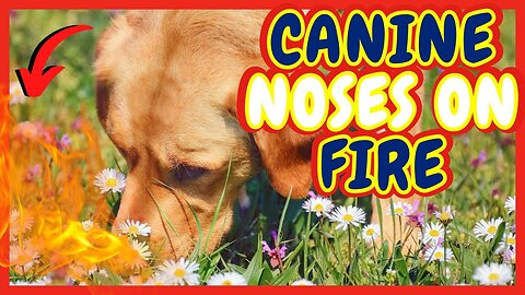 UNLEASH THE SUPERPOWER OF YOUR DOG’S NOSE
