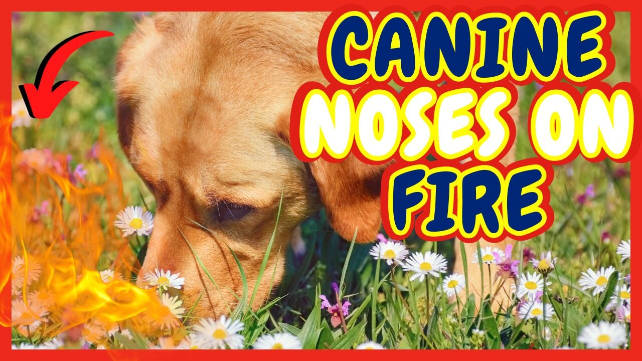 UNLEASH THE SUPERPOWER OF YOUR DOG’S NOSE