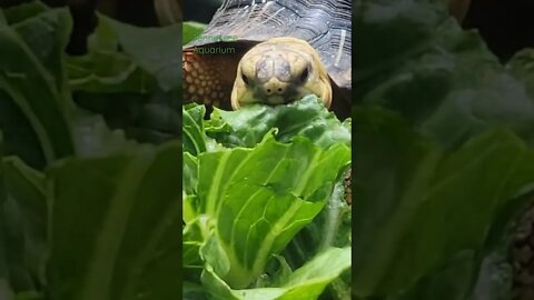 Tortoise at Tennessee Aquarium Eating His Salad