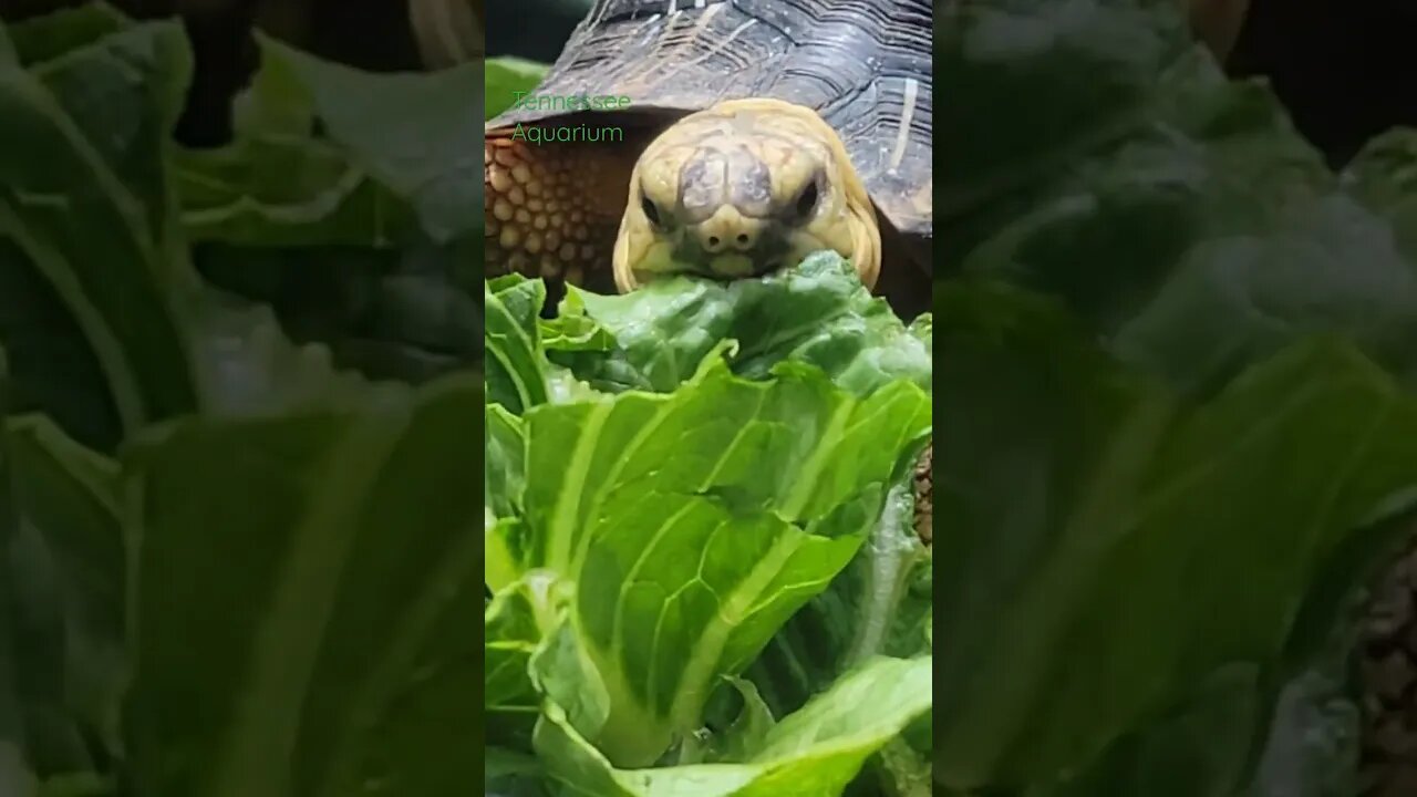 Tortoise at Tennessee Aquarium Eating His Salad